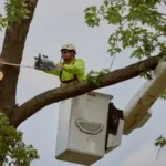 Why Does Tree Cutting Hornsby Require A Permit First?