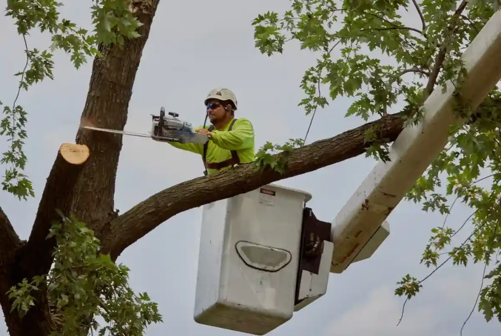 tree service