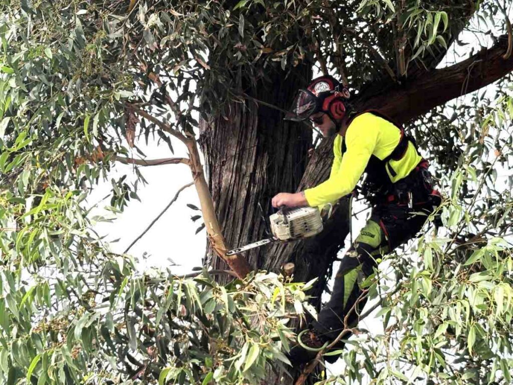 tree removal Sydney cost