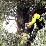 Tree Service Explained: What’s Included And What’s Not