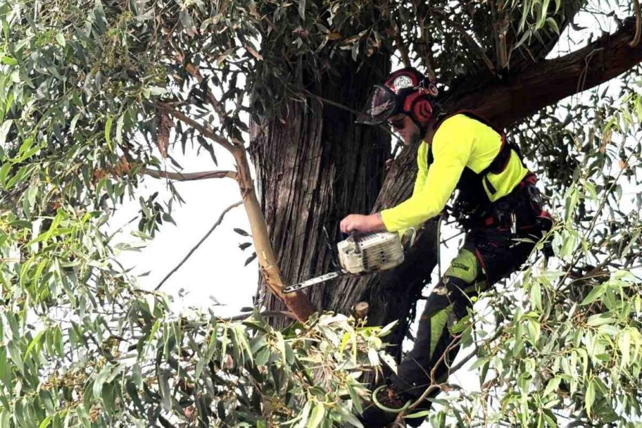 tree removal Sydney