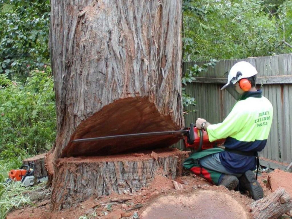 North Sydney tree removal