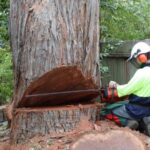 Tree Removal Sydney Cost Breakdown: Labour, Equipment And Access