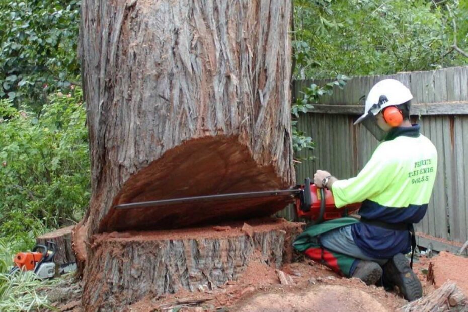 tree removal Sydney cost