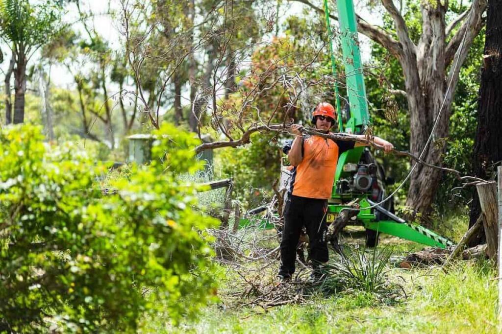 tree cutting hornsby