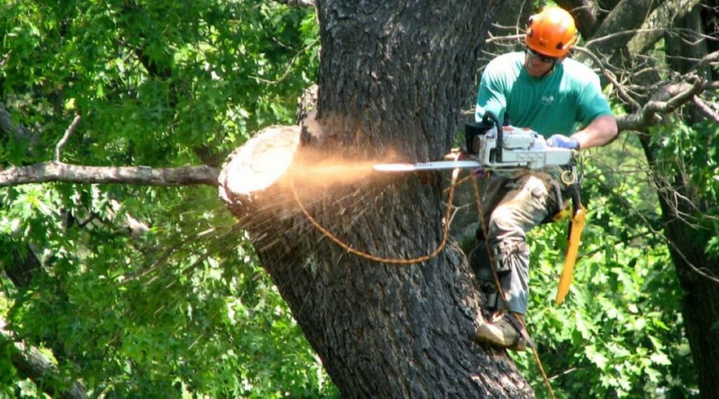 tree removal Sydney cost