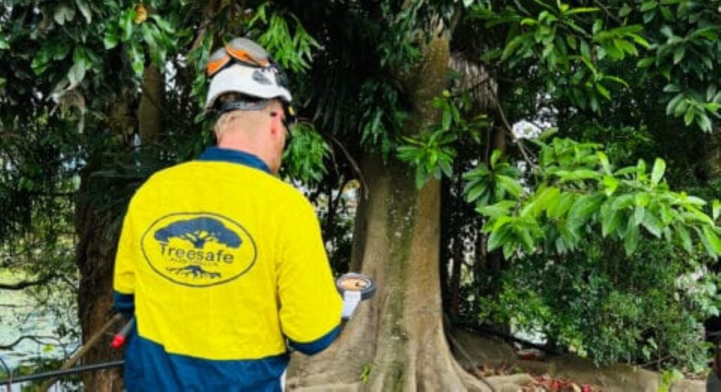 tree cutting hornsby