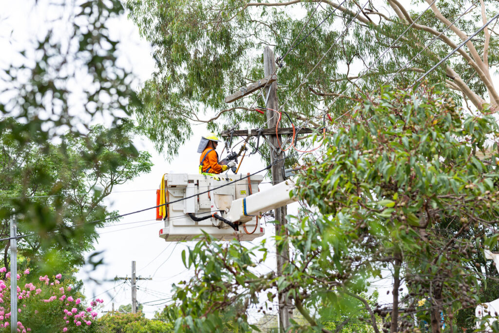 Certifications Worth Checking Before Hiring a Tree Trim Service Near Me