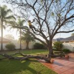 Council Rules to Check Before Tree Trimming Near Me