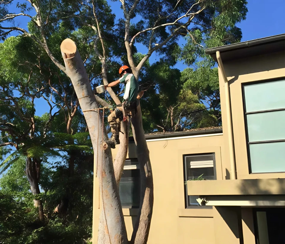 Certifications Worth Checking Before Hiring a Tree Trim Service Near Me