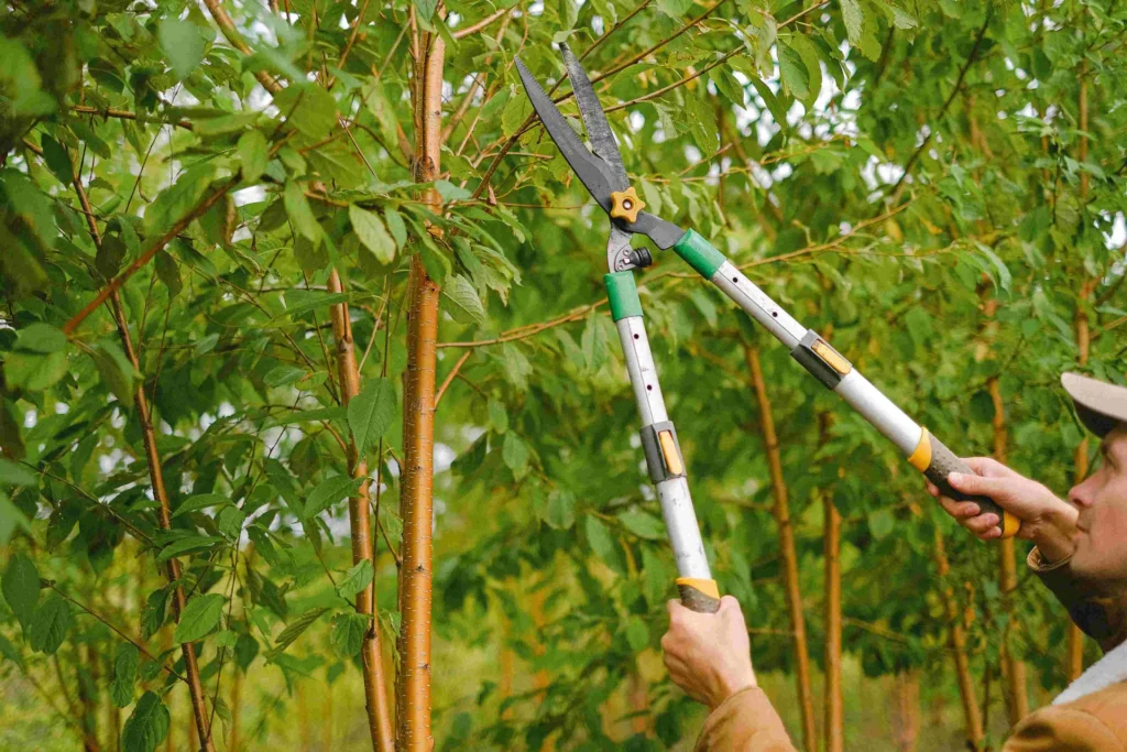 Council Rules to Check Before Tree Trimming Near Me